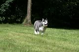 SIBERIAN HUSKY 988